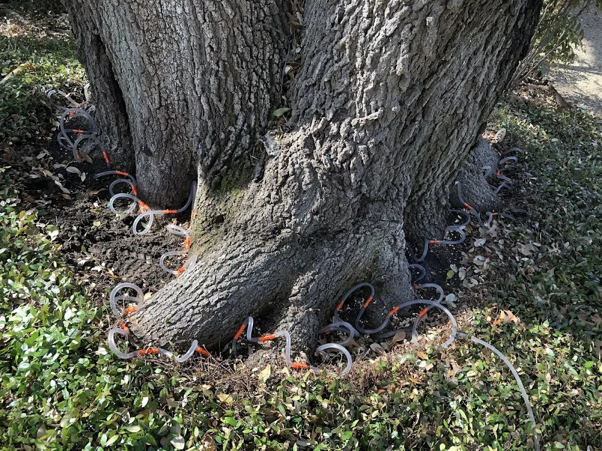 Detailed Tree Cabling and Bracing job site in South Hamilton