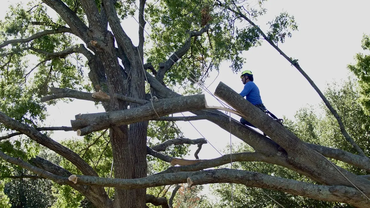 Professional Hazardous Tree Removal performed by certified arborists in South Hamilton