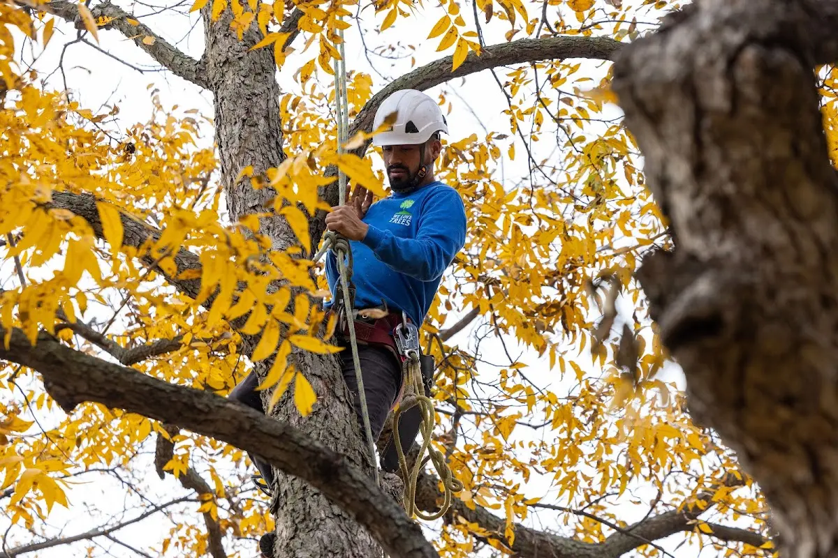 Skilled Tree Pruning crew working in South Hamilton