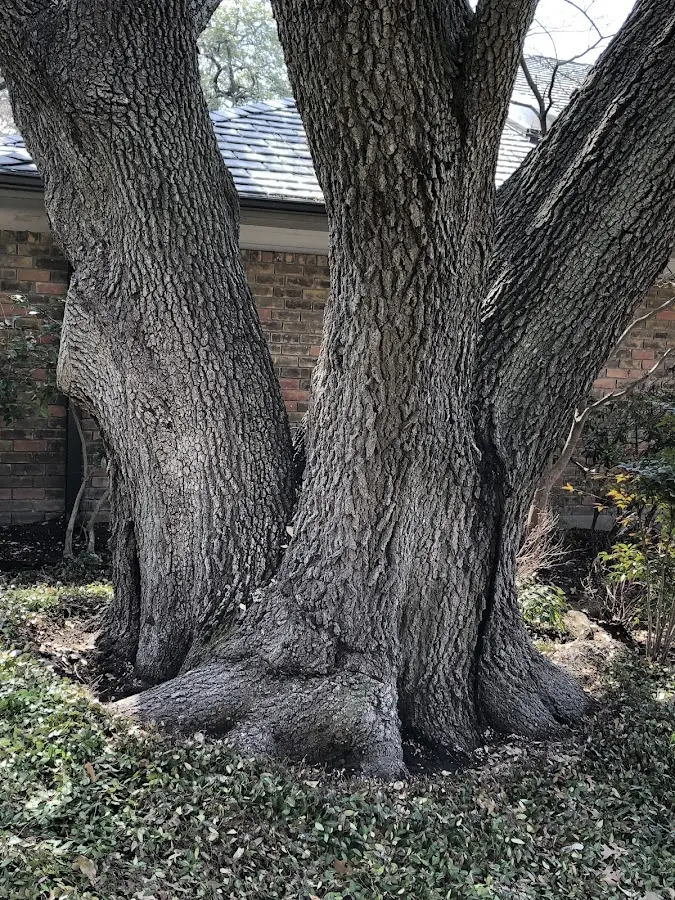 Mature heritage tree close to a South Hamilton property cared for by certified arborists
